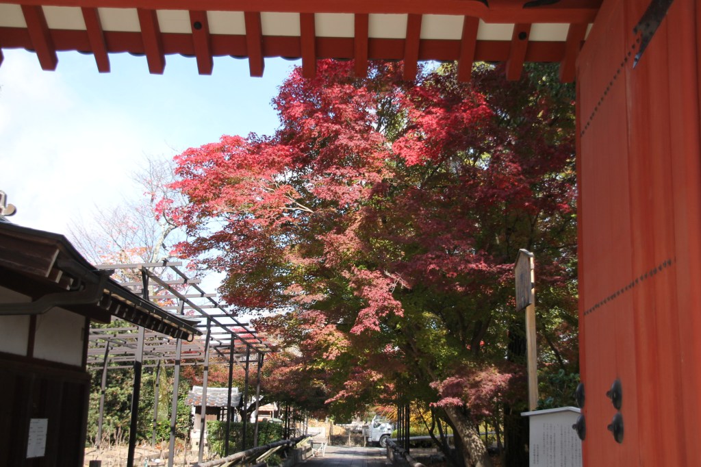 Autumn leaves in Japan! Otokuni Temple, Nagaokakyo City, Kyoto Prefecture