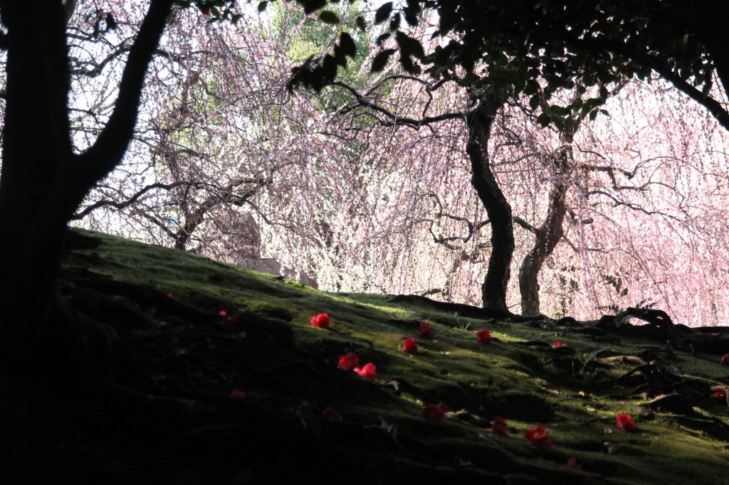 城南宮でしだれ梅と、椿を綺麗に撮影したよ　2023/3/12　＃京都　♯Kyoto　＃京都梅